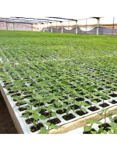 FUNDA PLÁSTICA PARA SEMILLERO 128 CAVIDADES 200 CAVIDADES - 3