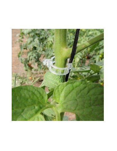 ANILLO PARA TUTOREO 23 MM 25 MM - 2