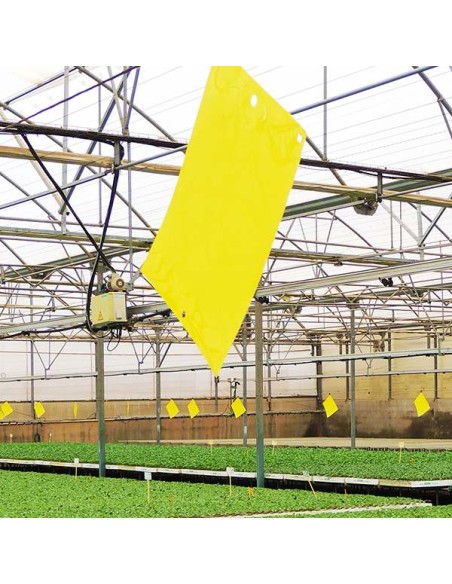 PLACA TRAMPA INSECTOS PAPEL 100 X 245 MM 200 X 245 MM 400 X 245 MM - 2