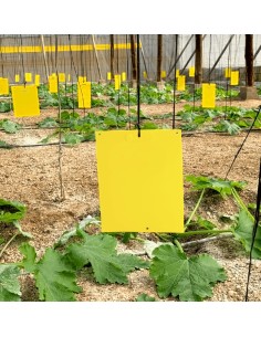 PLACA TRAMPA INSECTOS PAPEL 100 X 245 MM 200 X 245 MM 400 X 245 MM - 3