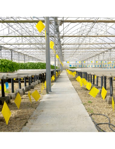 PLACA TRAMPA INSECTOS PAPEL 100 X 245 MM 200 X 245 MM 400 X 245 MM - 4