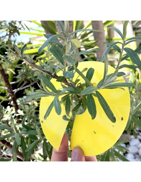 TRAMPA CIRCULAR PARA INSECTOS DE ARBOLADO - 2