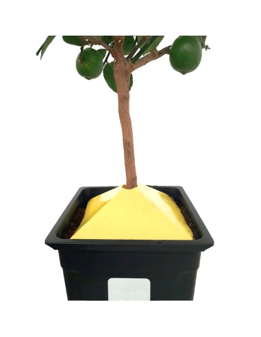 TRAMPA PIRAMIDAL PARA INSECTOS DE ARBOLADO Y MACETA - 3